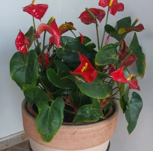 Blue Bay House * Larnaca